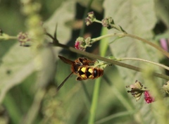 Xanthocampsomeris limosa