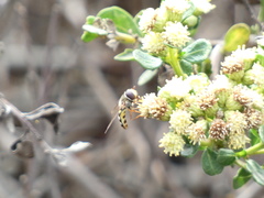 Metasyrphus