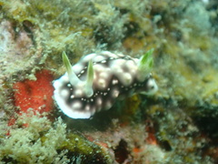 Goniobranchus geometricus