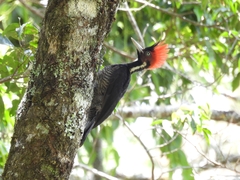 Campephilus guatemalensis