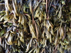 Scleropodium obtusifolium