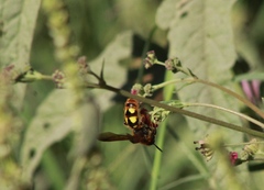 Xanthocampsomeris limosa