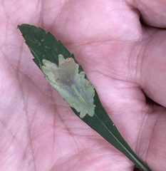 Calycomyza promissa