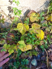 Menispermum dauricum