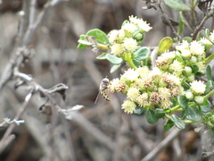 Metasyrphus