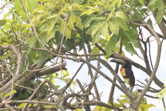 Pteroglossus torquatus