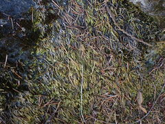 Scleropodium obtusifolium