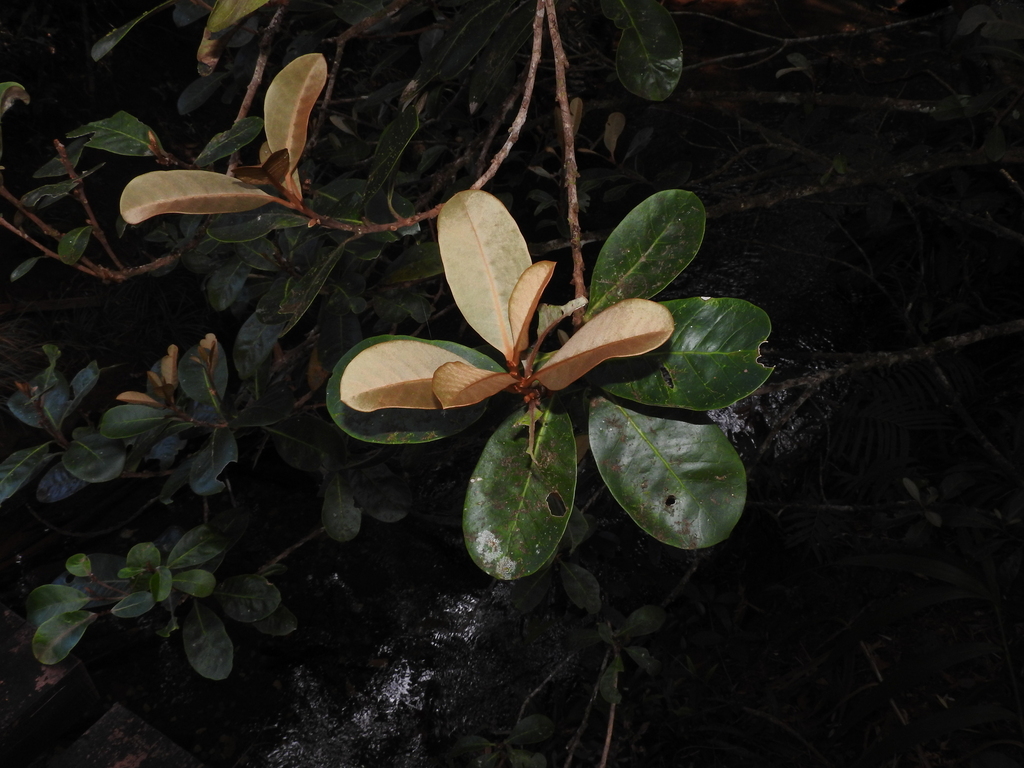 Planchonella kuebiniensis