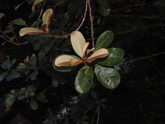 Planchonella kuebiniensis