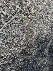 Coluber constrictor mormon