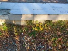 Menispermum dauricum