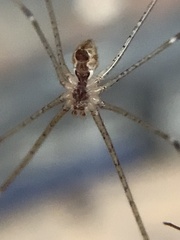 Crossopriza lyoni