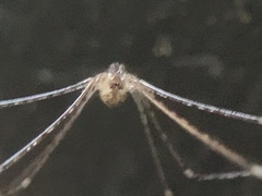 Crossopriza lyoni