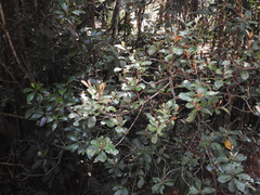 Planchonella kuebiniensis