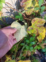 Menispermum dauricum