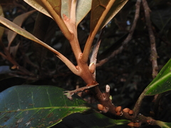 Planchonella kuebiniensis
