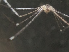 Crossopriza lyoni