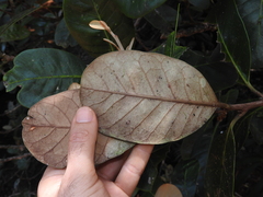 Planchonella kuebiniensis