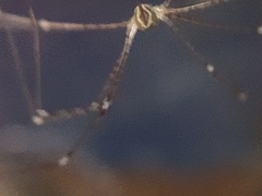 Crossopriza lyoni