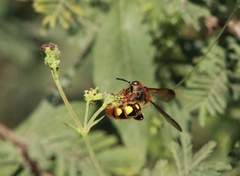 Xanthocampsomeris limosa
