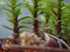 Ptychostomum pseudotriquetrum