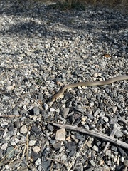 Coluber constrictor mormon