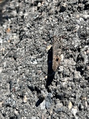 Trimerotropis verruculata