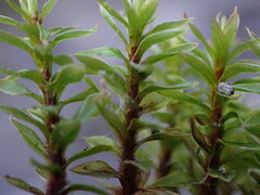 Ptychostomum pseudotriquetrum