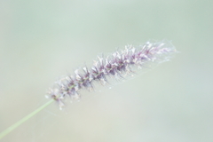 Cenchrus ciliaris