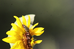 Acmaeodera disjuncta