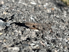 Trimerotropis verruculata