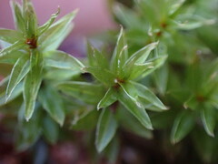 Ptychostomum pseudotriquetrum