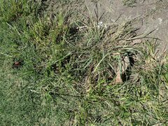 Eragrostis tenuifolia