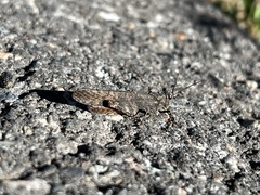 Trimerotropis verruculata