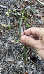 Euphorbia discoidalis