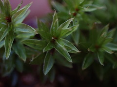 Ptychostomum pseudotriquetrum