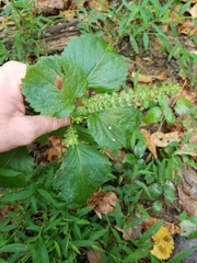 Perilla