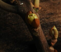 Planchonella kuebiniensis