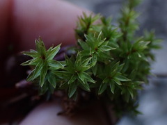 Ptychostomum pseudotriquetrum