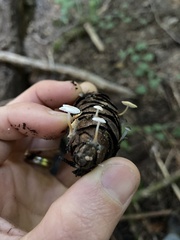 Strobilurus trullisatus