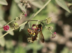 Xanthocampsomeris limosa