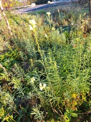 Linaria vulgaris