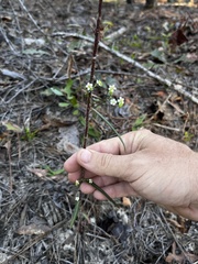 Euphorbia discoidalis