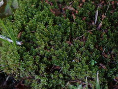 Ptychostomum pseudotriquetrum