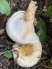 Lactarius scrobiculatus