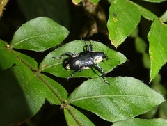 Peridinetus cretaceus