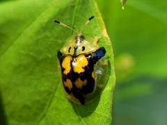 Deloyala guttata