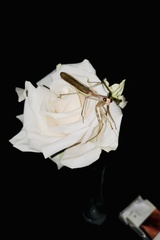 Schizomantodea