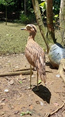 Burhinus bistriatus