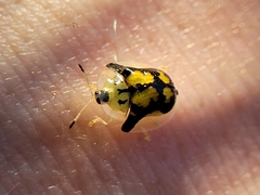 Deloyala guttata